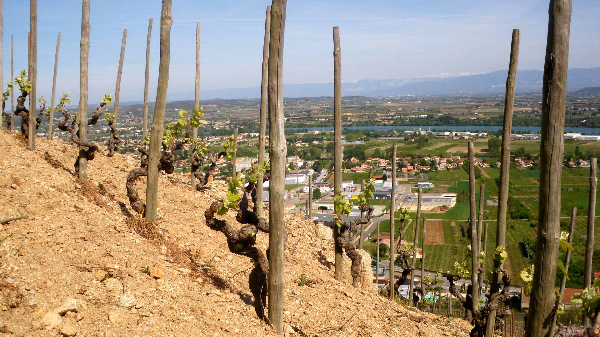 Domaine Bernard Gripa - Galiena Pte. Ltd
